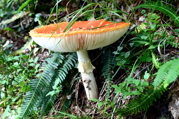 Fliegenpilz fly agaric Amanita Muscaria