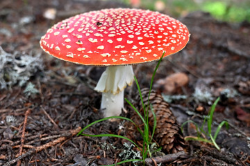 Fliegenpilz fly agaric Amanita Muscaria