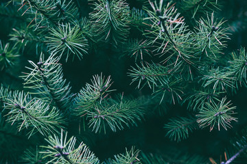 The branches of the blue spruce close-up. Rustic Christmas texture. Fir branches on the dark background. Christmas wallpaper concept. Copy space.