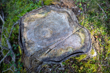 Baumstumpf