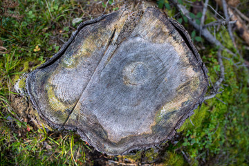 Baumstumpf