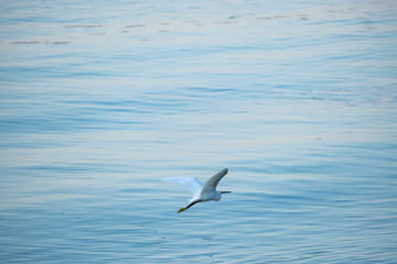 White heron and morning sea on background