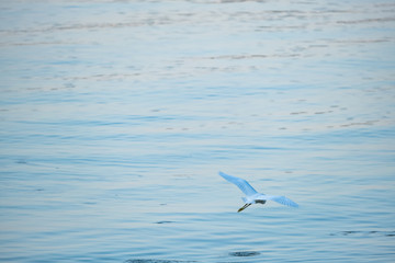 Fototapeta na wymiar White heron and morning sea on background