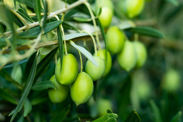 close up of green olives on a branch