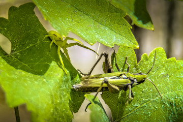 Green Spider tries to catch the Grasshopper