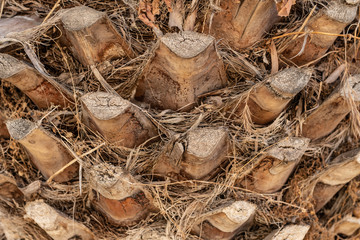 close up of  palm bark