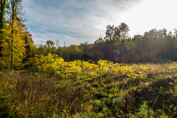 Wiederaufforstung im Laubwald