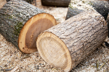 Cross section of the tree. Pile of firewood