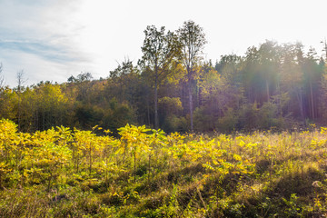 Wiederaufforstung im Laubwald