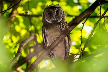 Young long-eared owl (Asio otus) in the forest on a tree. Kaluzhskiy region, Russia