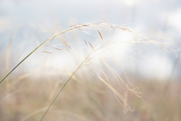 Obraz premium Macro Shoot Of Plants And Flowers At Golden Hour.