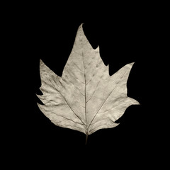 dry maple leaf on a black background