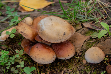 Bouquet of mushrooms at Agia Varvara Park in Drama, Greece. This type of mushrooms (Flammulina velutipes) grows on live or decayed wood from deciduous trees, has a pleasant aroma and very good taste.