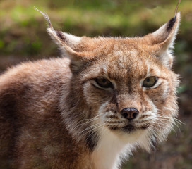 Fototapeta premium lince1