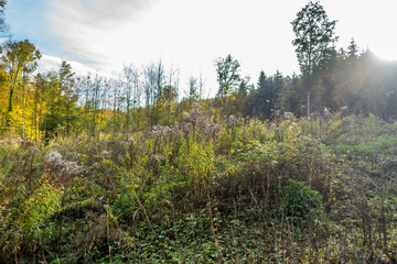 Wiederaufforstung im Laubwald