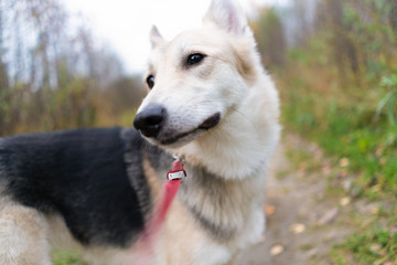 beautiful dog walks on a red leash.
