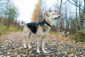 a beautiful dog walks through an autumn park with fallen leaves on the road. walking dogs.