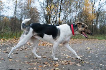 the dog runs along the road in the autumn forest along the path