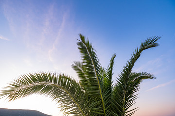 Picture of palm tree in summer day