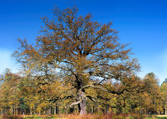 Old oak in a clearing in the autumn park