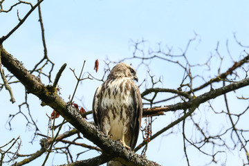 Junger Mäusebussard, Buteo buteo