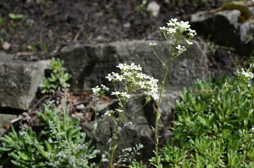 Closeup saxifraga paniculata known as alpine saxifrage with blurred background in ornamental garden