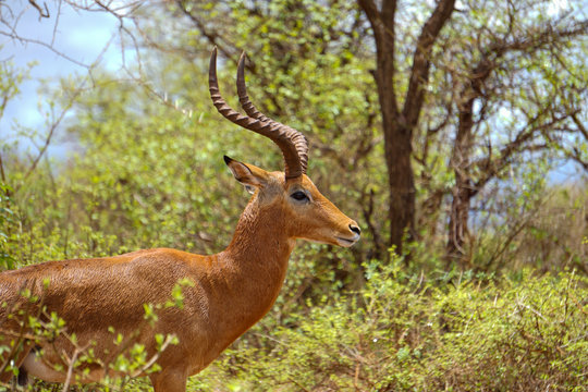 Lone Male Impala with long antlers in bushy terrain. Tsavo West National Park, Kenya -Image