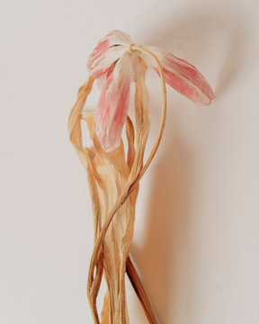 Dry tulip on light background