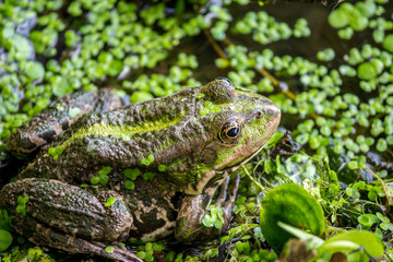Pool frog (Pelophylax lessonae) sitting on the shore in a duckweed