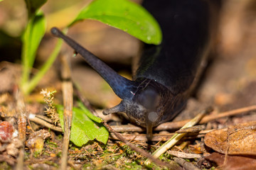 Black slug (Limax cinereoniger) crawling in the woods, macro