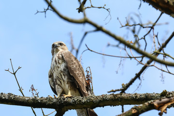 Junger Mäusebussard, Buteo buteo