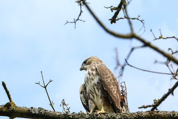 Junger Mäusebussard, Buteo buteo