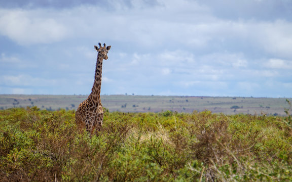 Beautiful shot of giraffe looking content in a field of high bushes. Partly cloudy sky, slightly faded colours. Tsavo East National Park, Kenya -Image