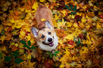 portrait of a cute puppy red dog Corgi stands in the autumn Park against the background of colorful bright fallen maple leaves and faithfully look up smiling