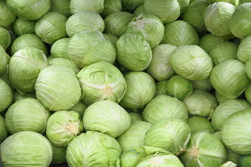 food background: fresh cabbage. Many cabbages are intended for sale in the market. Organic cabbage grown on a farm plot. Horizontal positioning, selective focus, copy space.