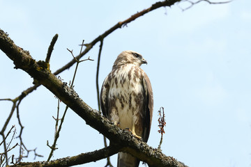 Junger Mäusebussard, Buteo buteo