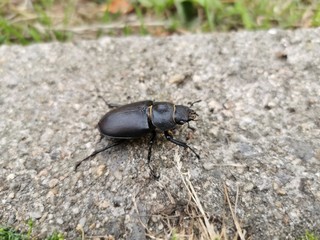 beetle on leaf