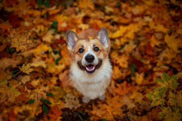 portrait funny cute puppy red dog Corgi stands in the autumn Park on the background of colorful...