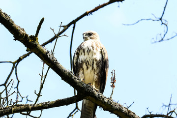 Junger Mäusebussard, Buteo buteo