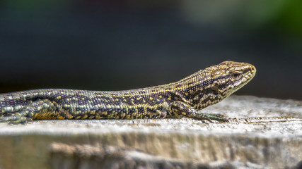 adult Sand Lizard on a tree trunk in Poland