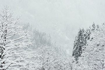 Leafles trees under heavy storm.