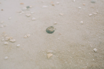 Fototapeta na wymiar Broken sea shells on the beach 
