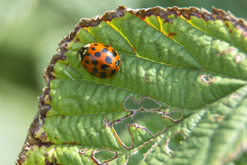 Ladybug feeding on a leaf