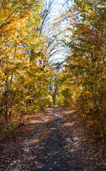 Autumn forest pathway among yellow and orange trees, beauty of nature.