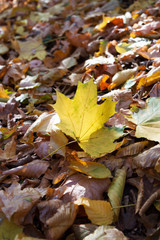 Yellow leaves, autumn forest landscape, beauty of nature.