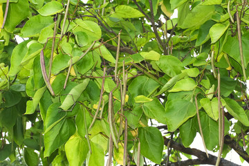 Früchte, Schoten des Trompetenbaumes, Catalpa bignonioides 