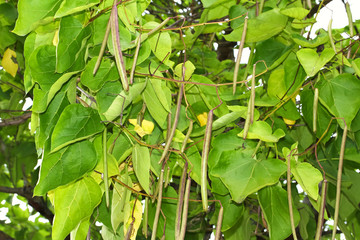 Früchte, Schoten des Trompetenbaumes, Catalpa bignonioides 