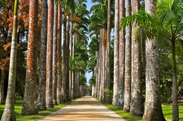 Jardim Botânico  do Rio de Janeiro