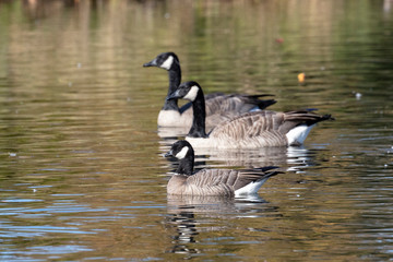 cackling goose and Canada Goose