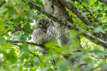 Barred owl bird
